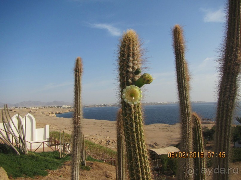 фото Club Reef Resort 