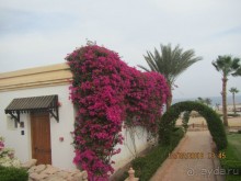 фото Club Reef Resort 