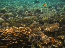 фото Club Reef Resort 