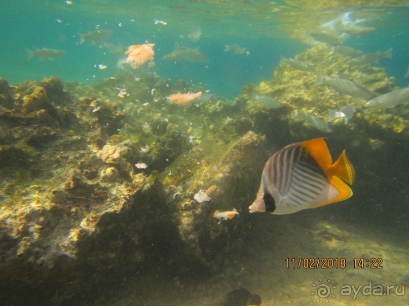 фото Club Reef Resort 