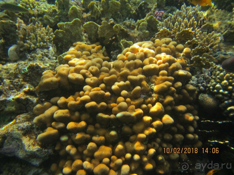 фото Club Reef Resort 