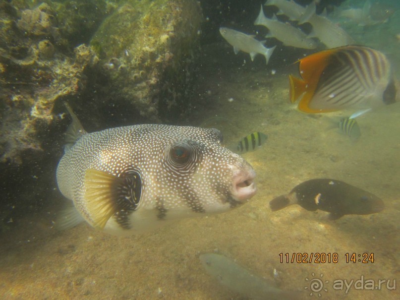 фото Club Reef Resort 