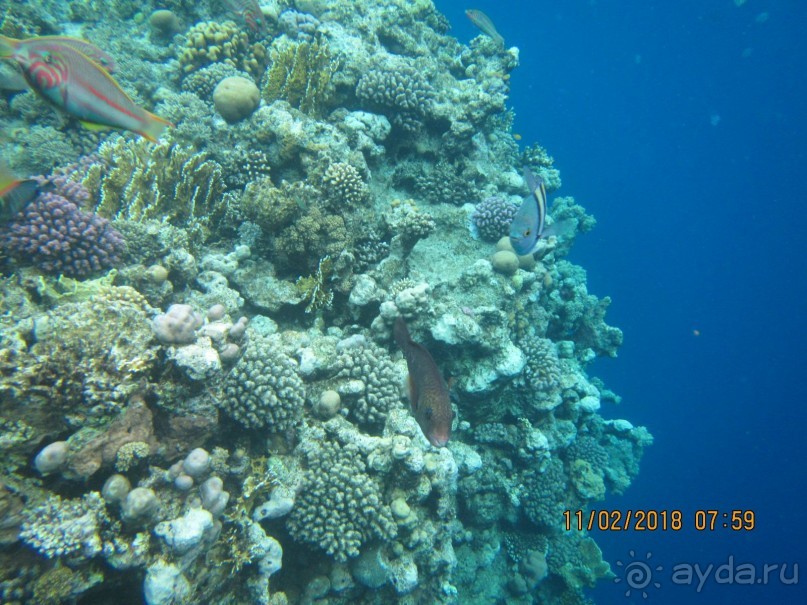 фото Club Reef Resort 