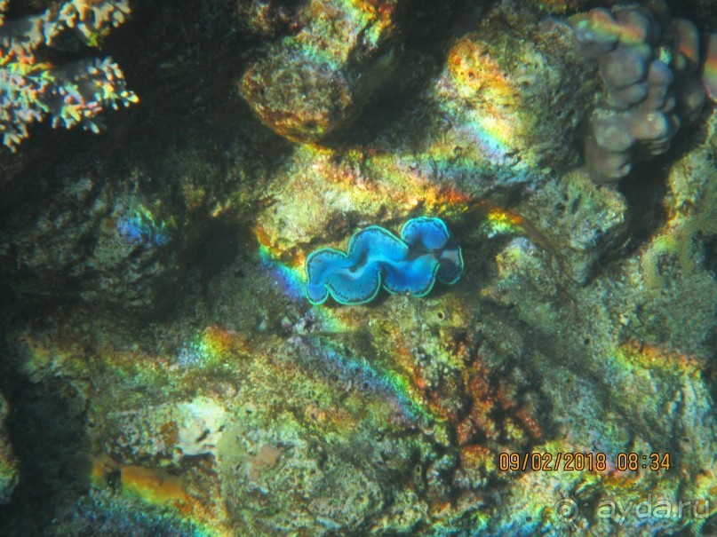 фото Club Reef Resort 