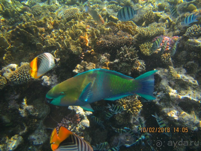 фото Club Reef Resort 