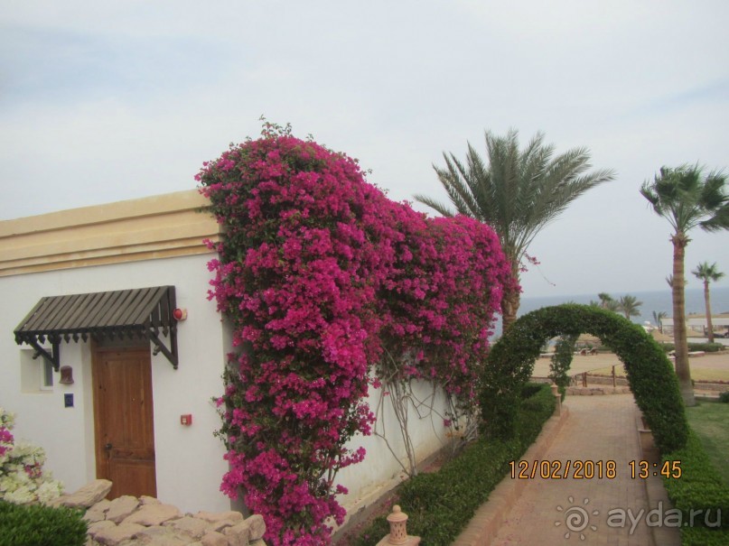 фото Club Reef Resort 