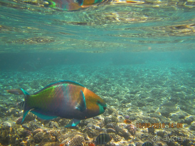 фото Club Reef Resort 