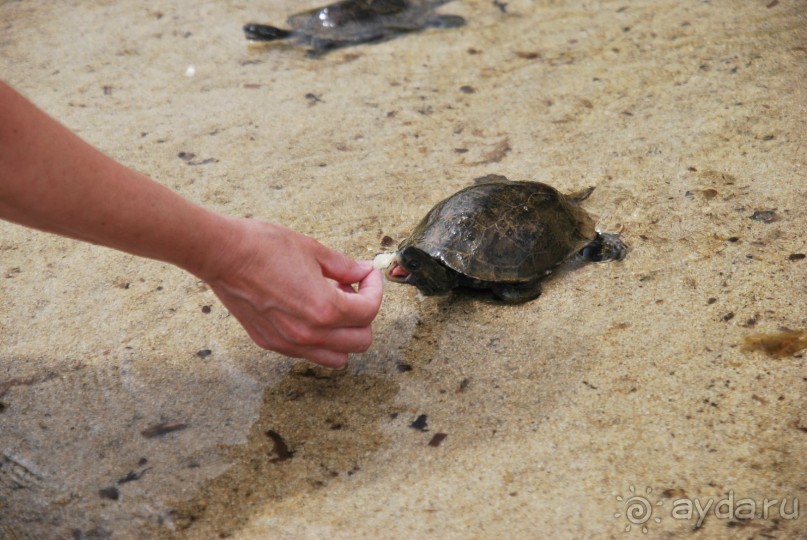 Икария. Греция.