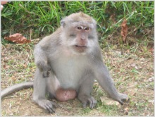 Поездка на Бали и Сингапур.