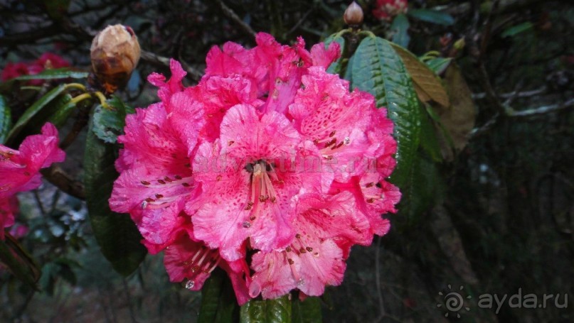 Намче Базар. Национальный парк Сагарматха в Непале.