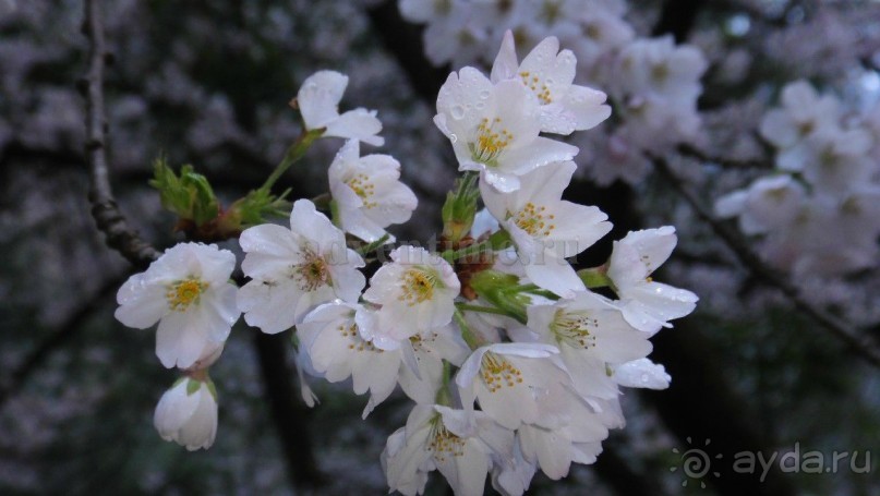 Намче Базар. Национальный парк Сагарматха в Непале.