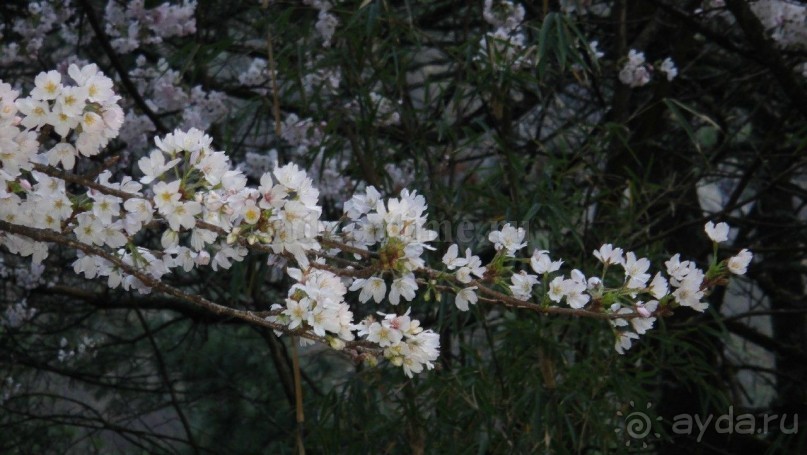 Намче Базар. Национальный парк Сагарматха в Непале.