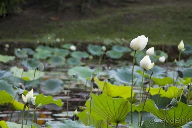 Вокруг Бали за 11 дней!