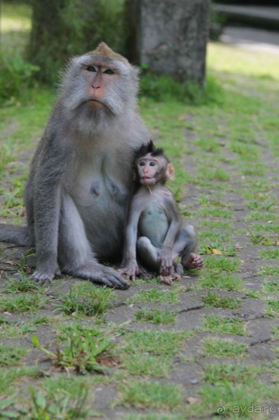 Вокруг Бали за 11 дней!