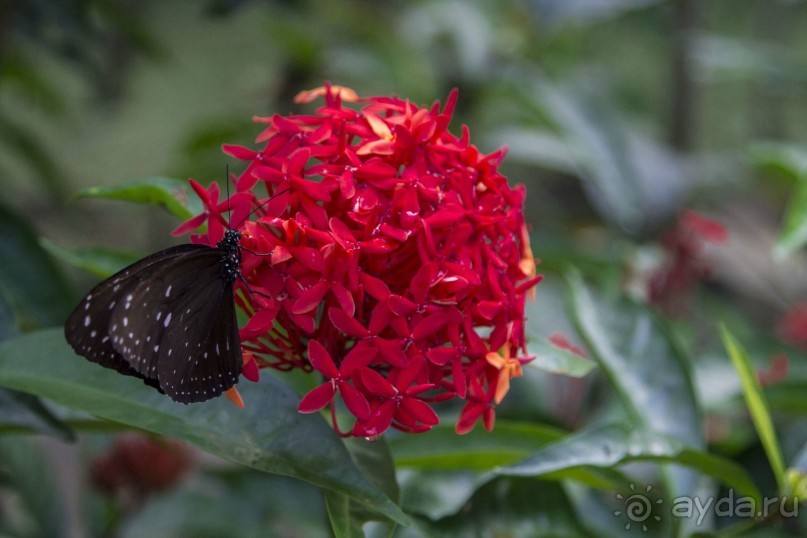 Вокруг Бали за 11 дней!