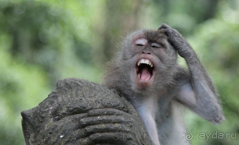 Вокруг Бали за 11 дней!