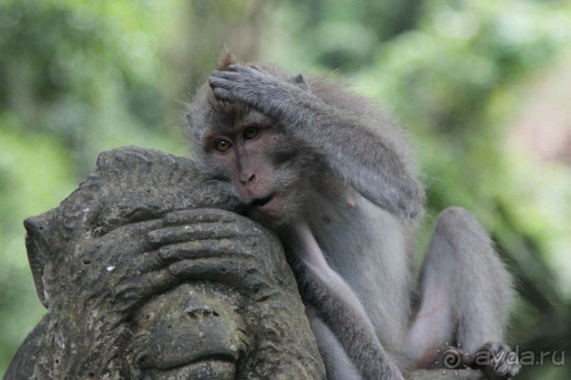 Вокруг Бали за 11 дней!