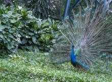 Вокруг Бали за 11 дней!