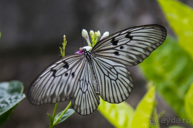 Вокруг Бали за 11 дней!