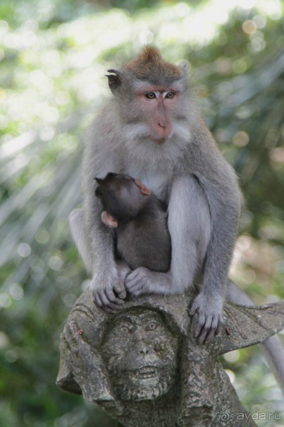 Вокруг Бали за 11 дней! Вокруг Бали за 11 дней!
