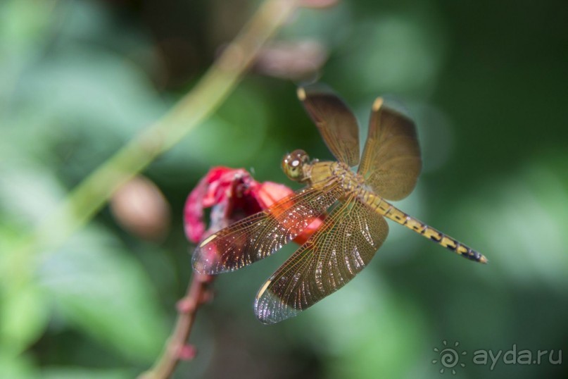 Вокруг Бали за 11 дней! Вокруг Бали за 11 дней!