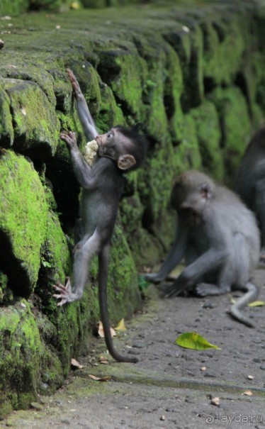 Вокруг Бали за 11 дней! Вокруг Бали за 11 дней!