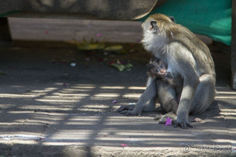 Вокруг Бали за 11 дней! Вокруг Бали за 11 дней!