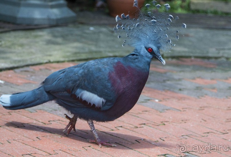 Вокруг Бали за 11 дней! Вокруг Бали за 11 дней!