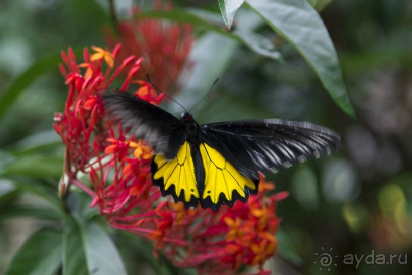 Вокруг Бали за 11 дней! Вокруг Бали за 11 дней!