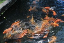 Тирта Гангга - удивительный дворец на воде!