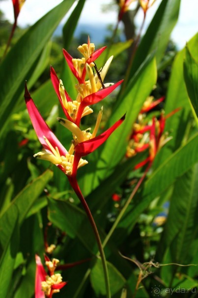 Тирта Гангга - удивительный дворец на воде!