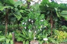 Удивительно красивый сад орхидей!!!