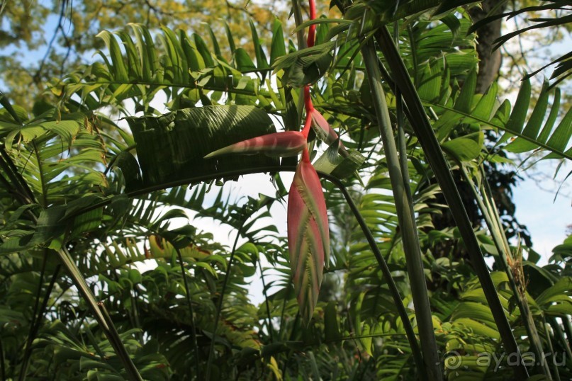 Удивительно красивый сад орхидей!!!