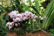 Удивительно красивый сад орхидей!!!