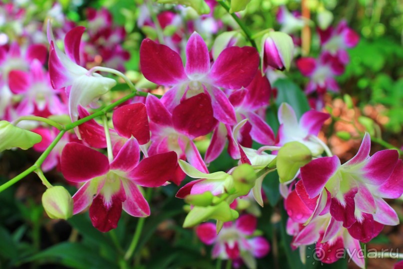 Удивительно красивый сад орхидей!!!