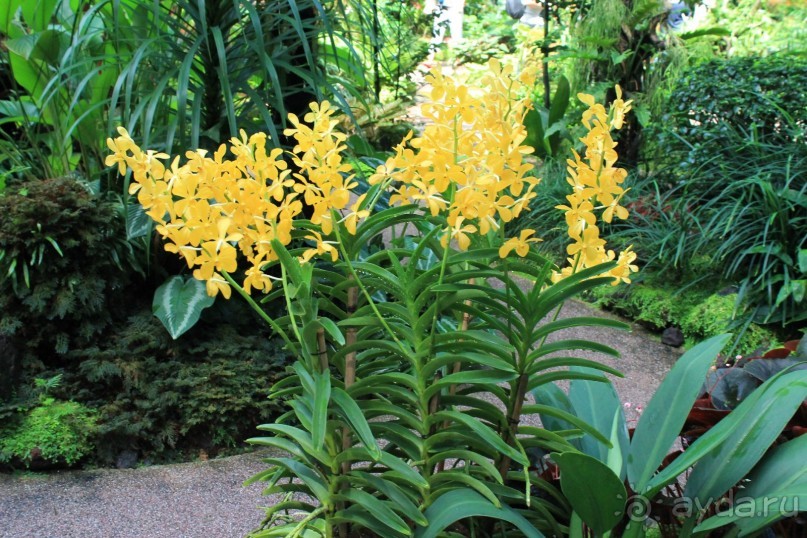 Удивительно красивый сад орхидей!!!