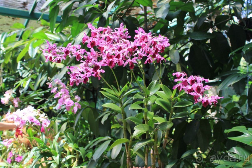 Удивительно красивый сад орхидей!!!