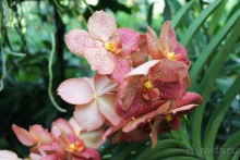 Удивительно красивый сад орхидей!!!