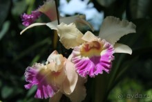 Удивительно красивый сад орхидей!!!