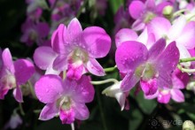 Удивительно красивый сад орхидей!!!