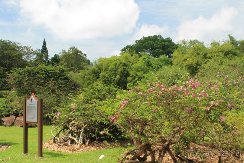 Удивительно красивый сад орхидей!!!