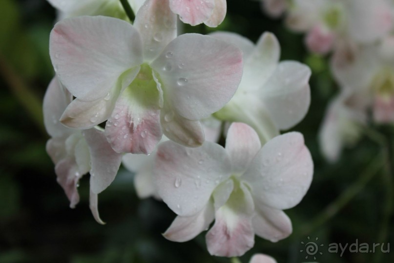 Удивительно красивый сад орхидей!!!