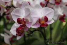 Удивительно красивый сад орхидей!!!