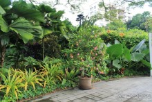 Удивительно красивый сад орхидей!!!