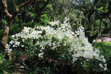 Удивительно красивый сад орхидей!!!