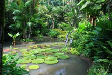 Удивительно красивый сад орхидей!!!