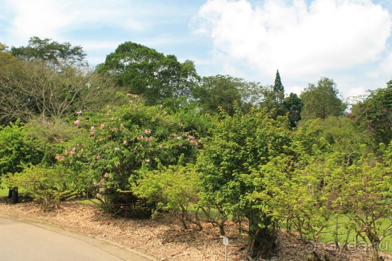 Удивительно красивый сад орхидей!!!