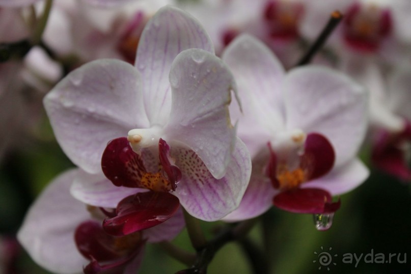 Удивительно красивый сад орхидей!!!