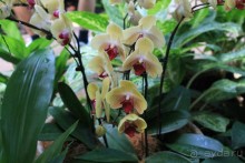 Удивительно красивый сад орхидей!!!