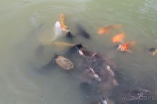 Удивительно красивый сад орхидей!!!